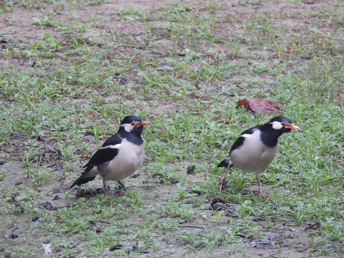 Indian Pied Starling - ML645258606