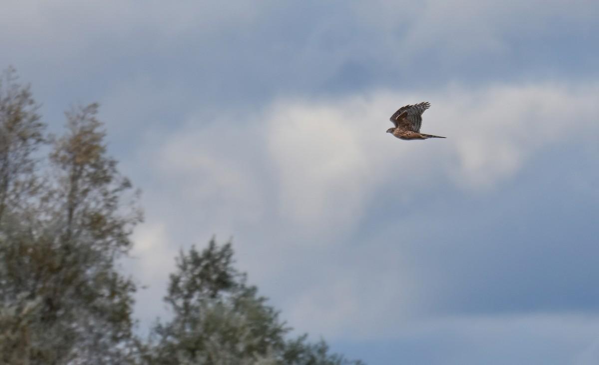 Тетеревятник - ML645258622