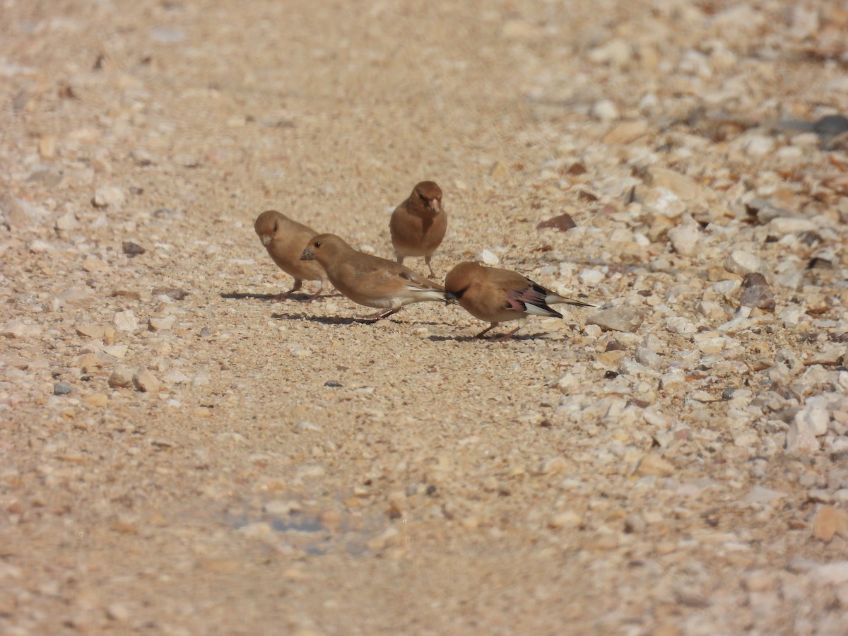 Буланый вьюрок - ML645258624