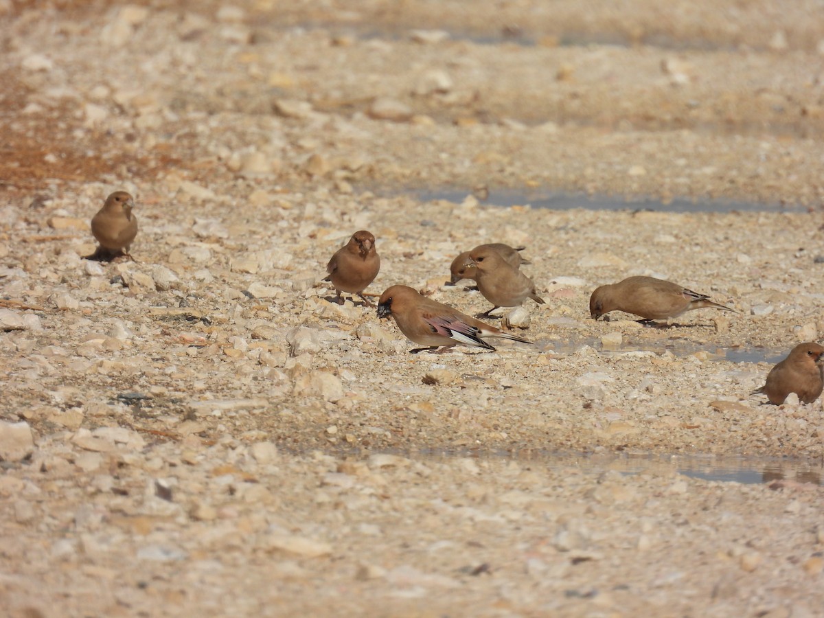 Буланый вьюрок - ML645258625