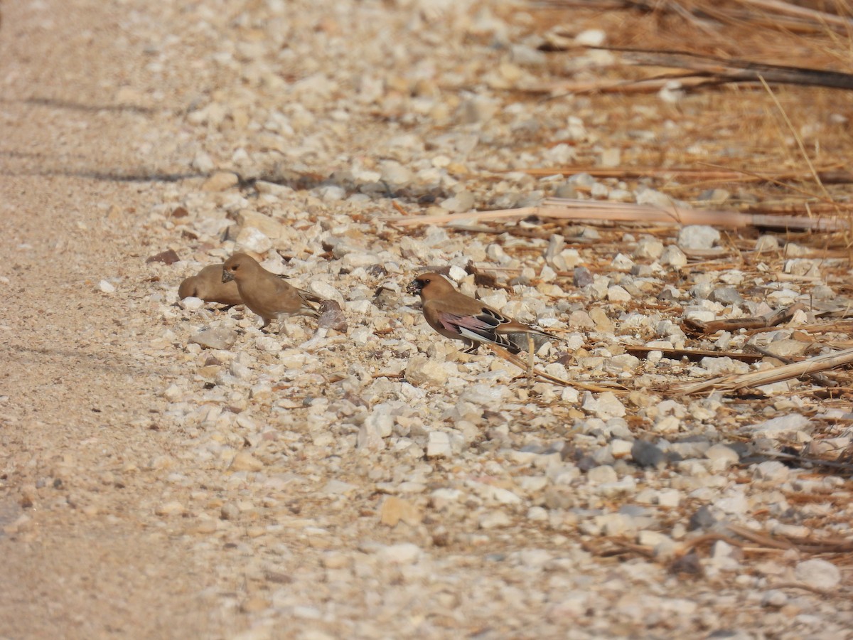 Буланый вьюрок - ML645258626