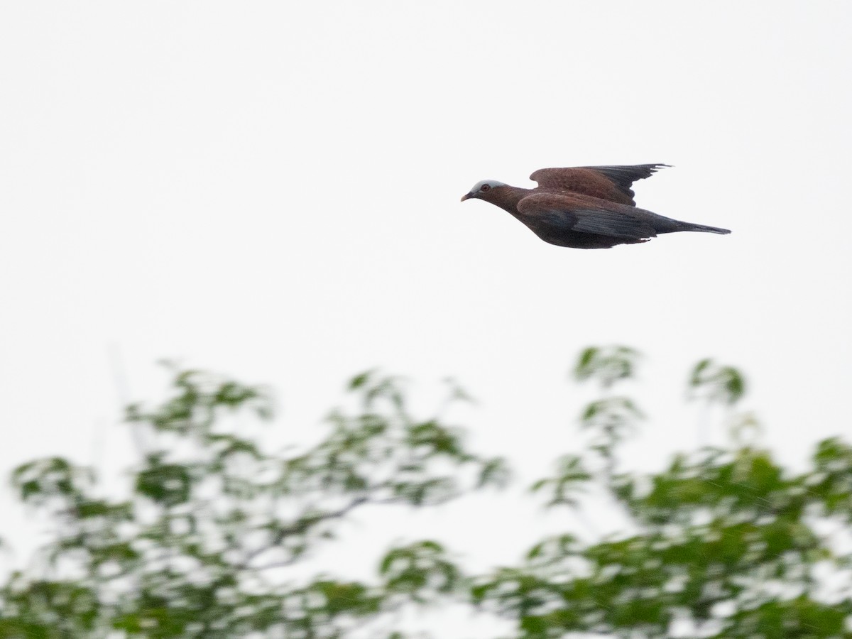 Pale-capped Pigeon - ML645258637