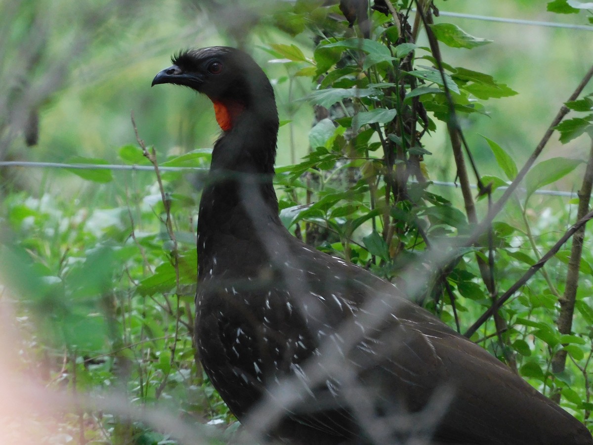 Yungasguan - ML645258643