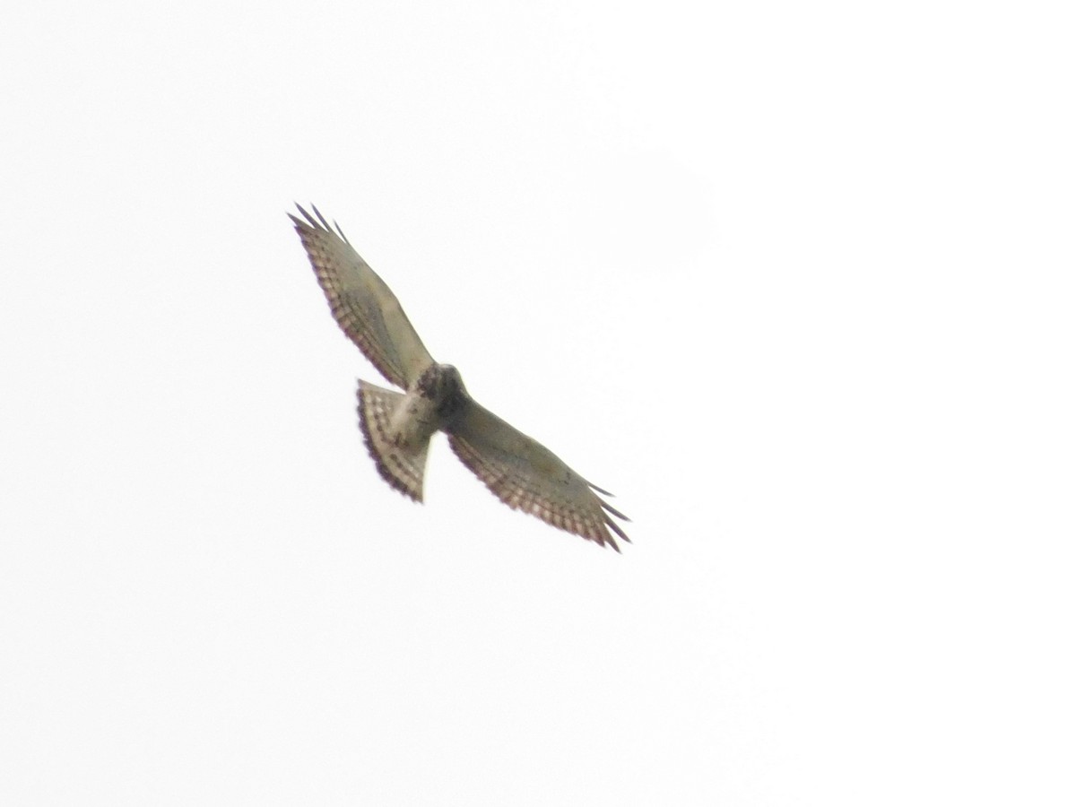 Broad-winged Hawk - ML645258652