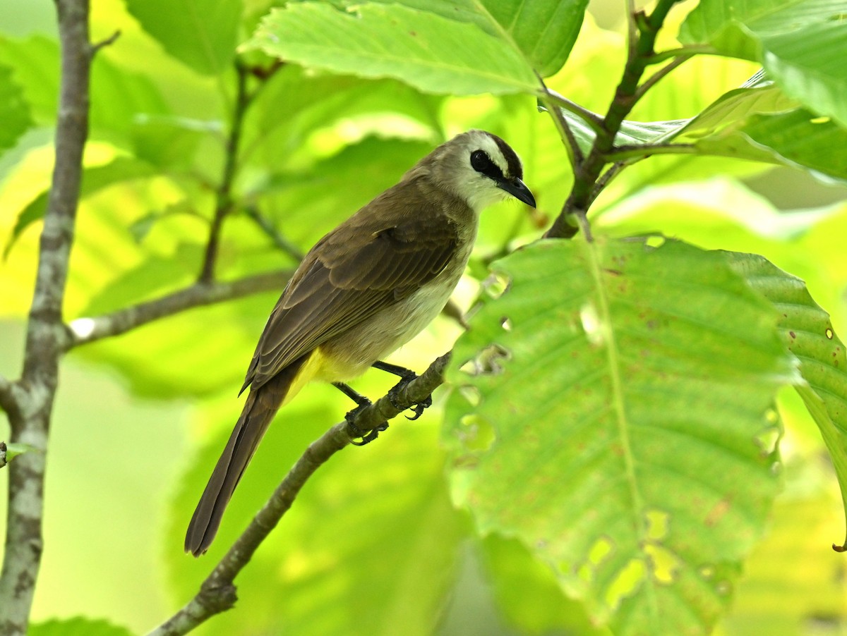 Yellow-vented Bulbul - ML645258653