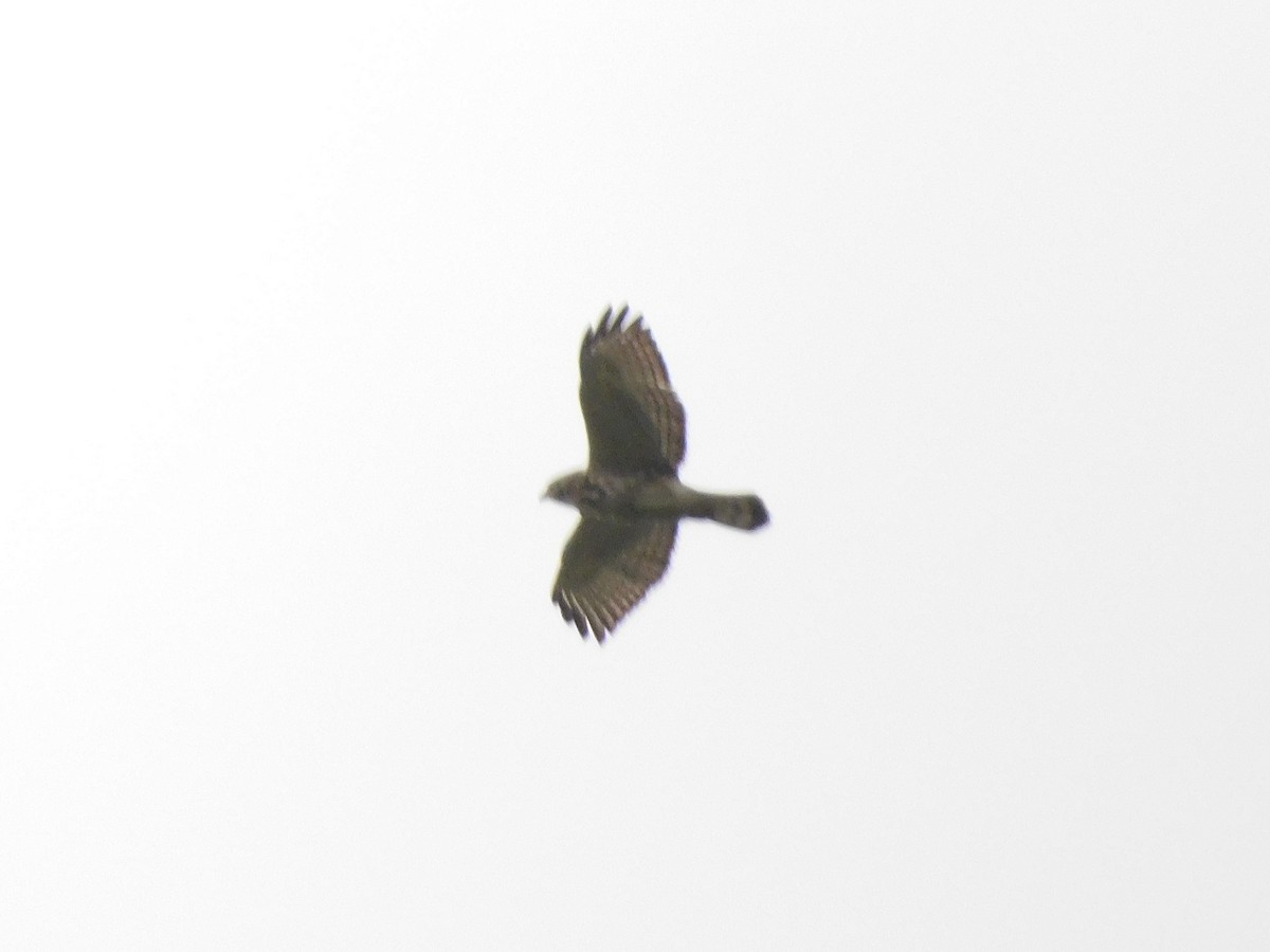 Broad-winged Hawk - ML645258655