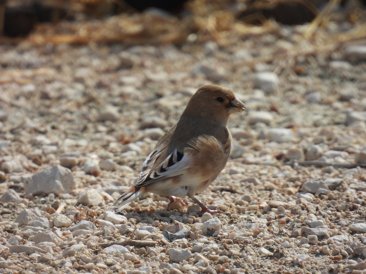 Буланый вьюрок - ML645258673