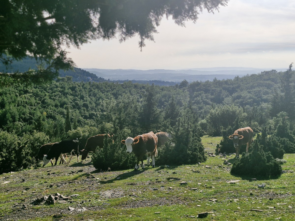 動物界 - ML645258676