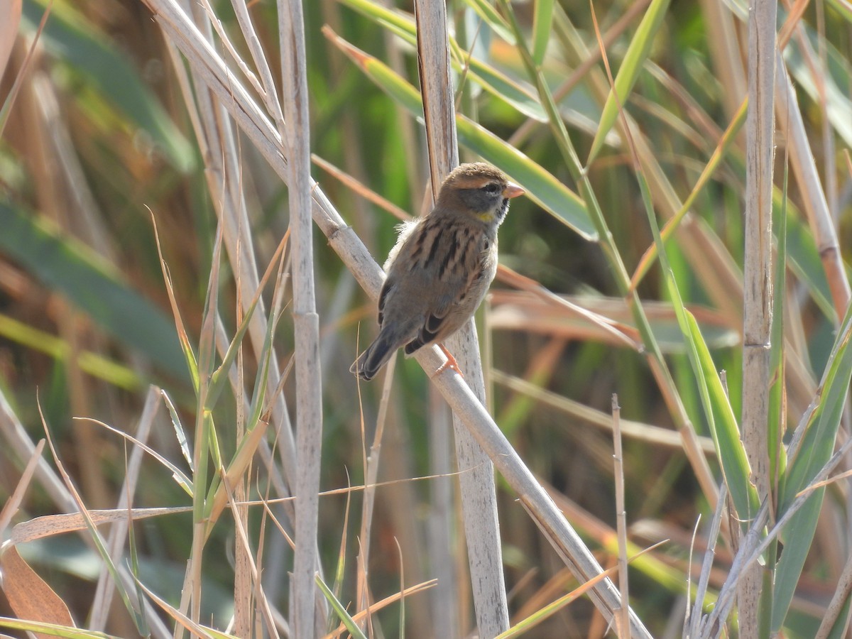 Dead Sea Sparrow - ML645258682