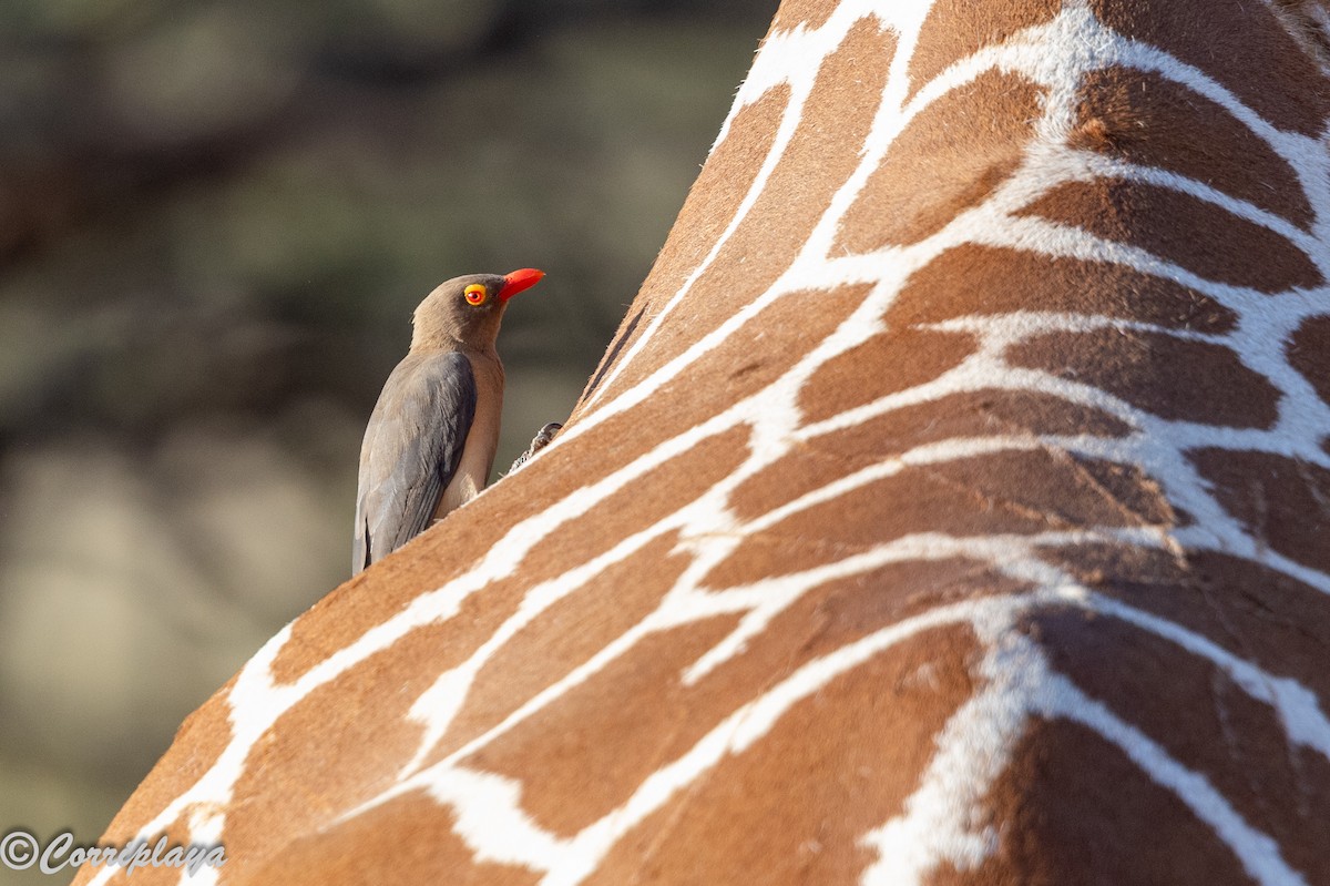 Red-billed Oxpecker - ML645258683