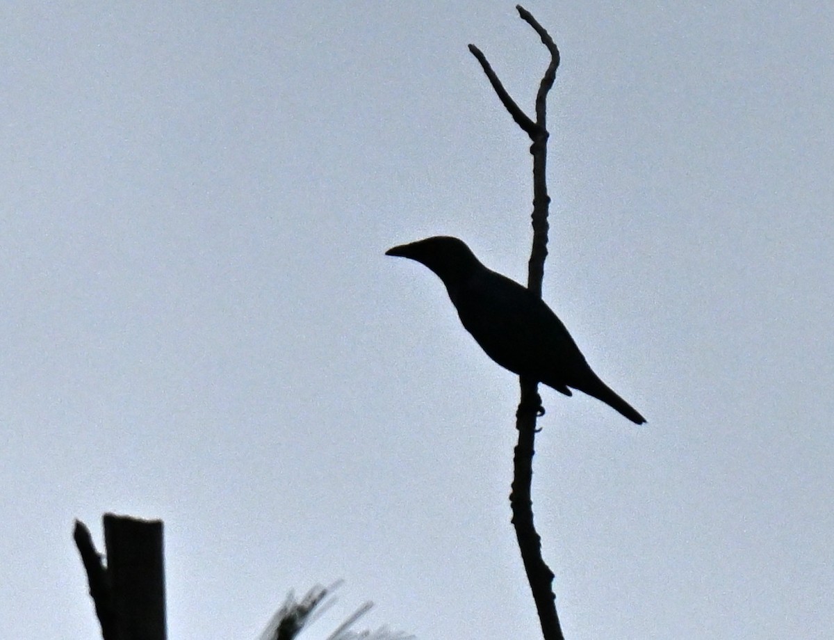 Красноглазый скворец - ML645258685