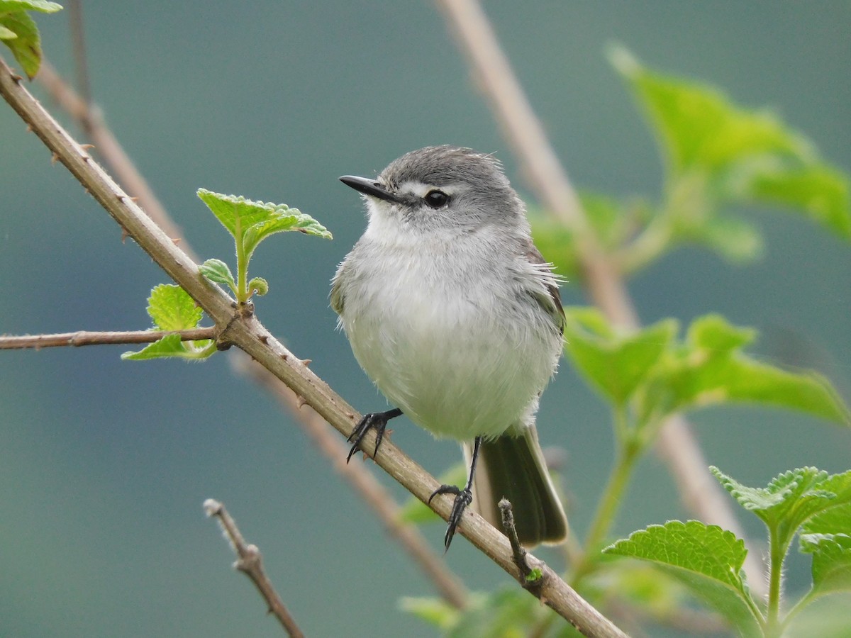 White-crested Tyrannulet (White-bellied) - ML645258687