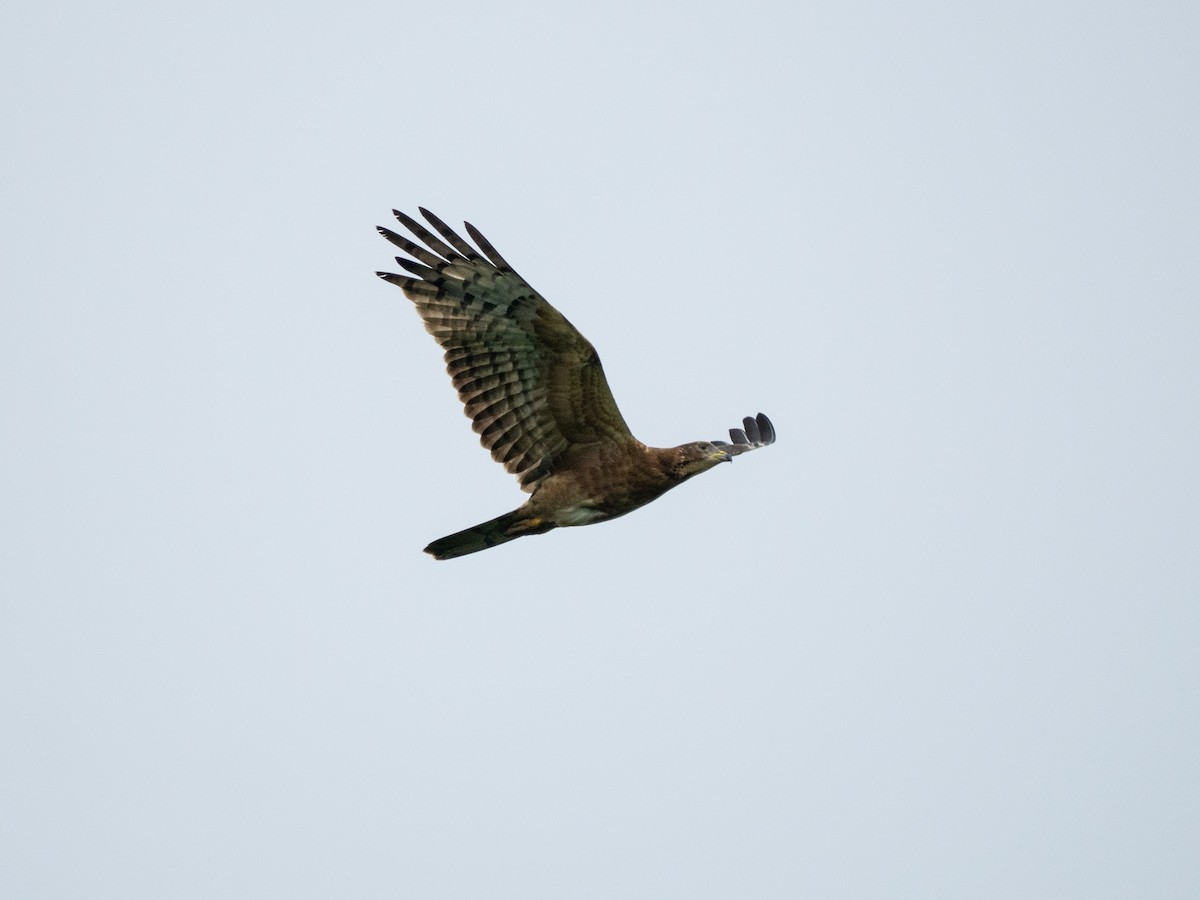 Oriental Honey-buzzard - ML645258689