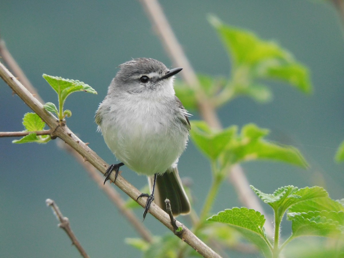 White-crested Tyrannulet (White-bellied) - ML645258691