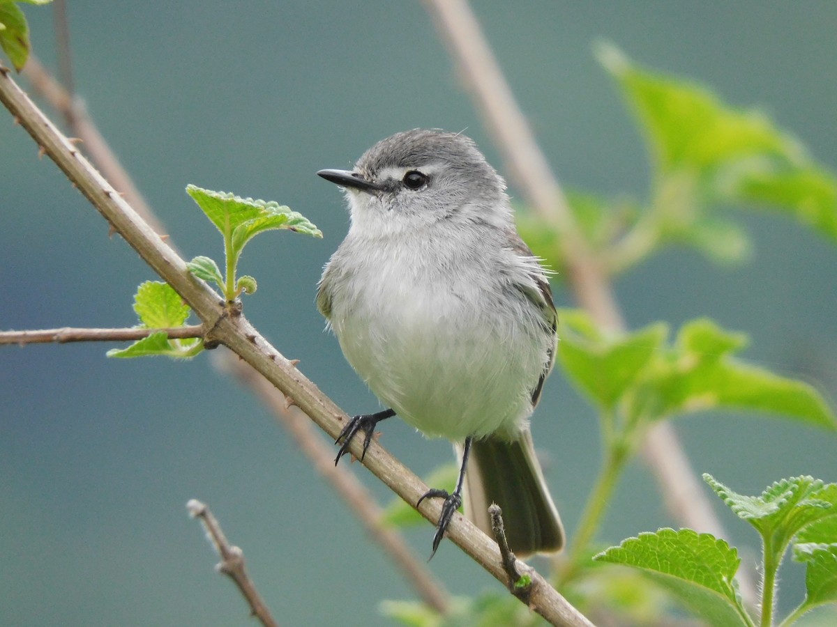White-crested Tyrannulet (White-bellied) - ML645258694