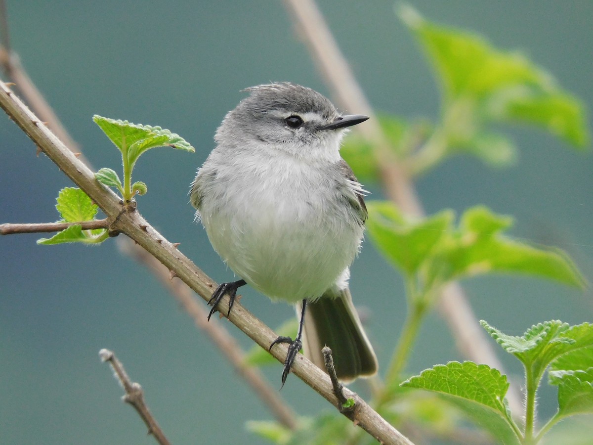 White-crested Tyrannulet (White-bellied) - ML645258699