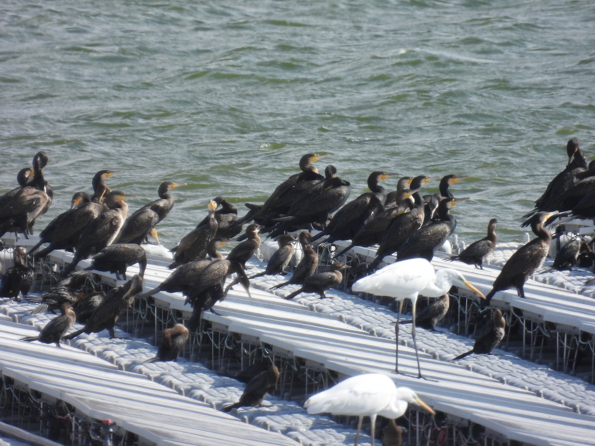 Баклан малий - ML645258712