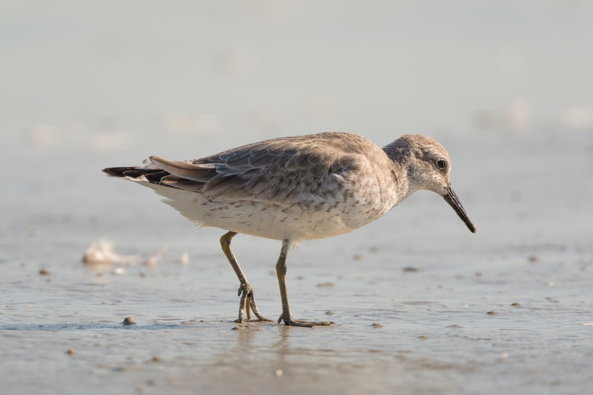 Bécasseau maubèche - ML645258723