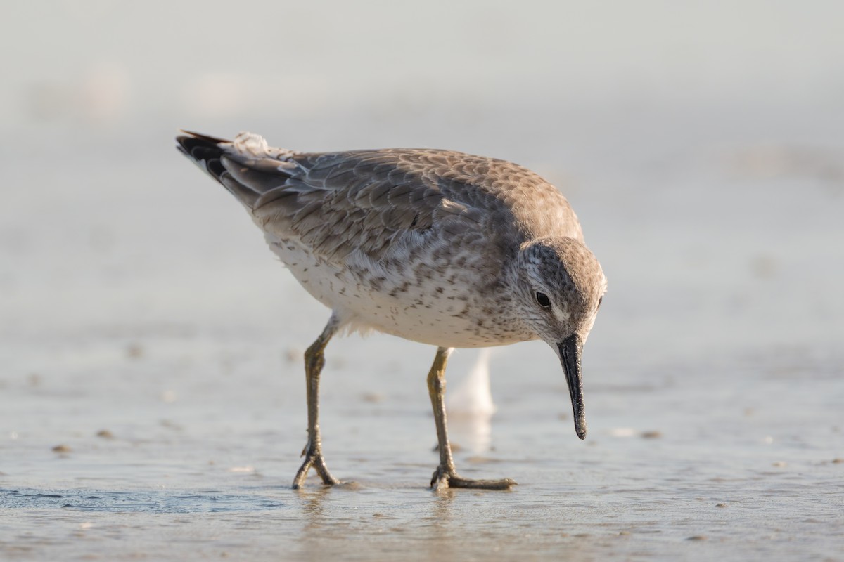 Bécasseau maubèche - ML645258724