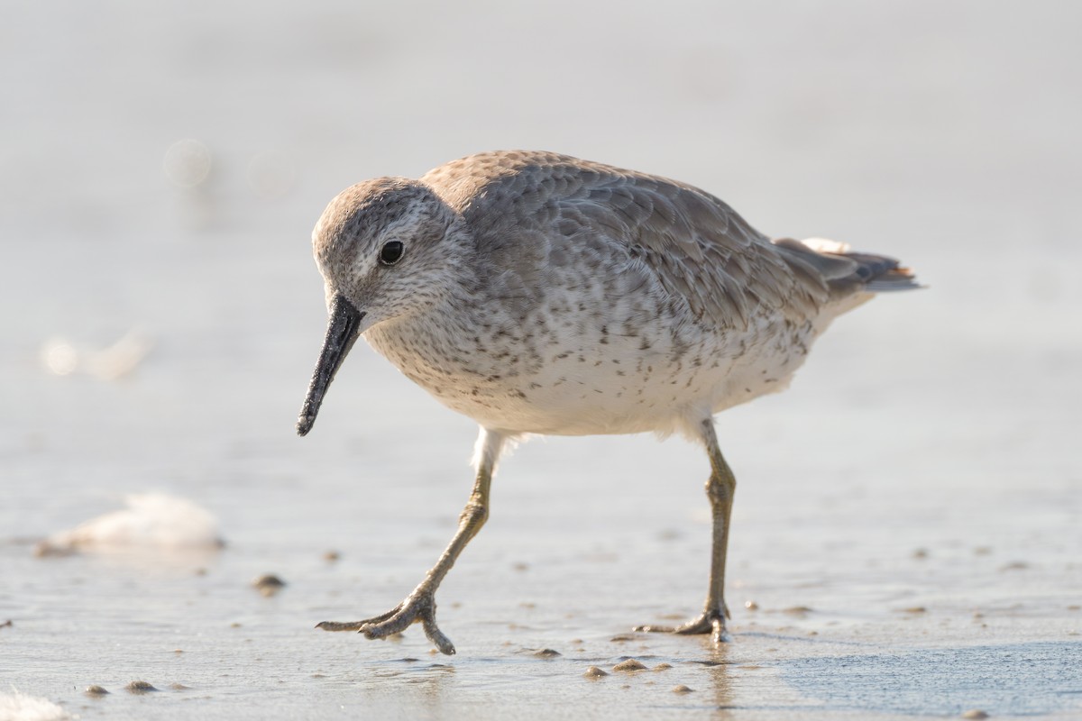 Bécasseau maubèche - ML645258733