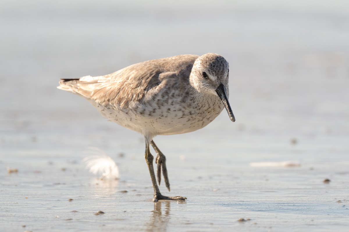 Bécasseau maubèche - ML645258739