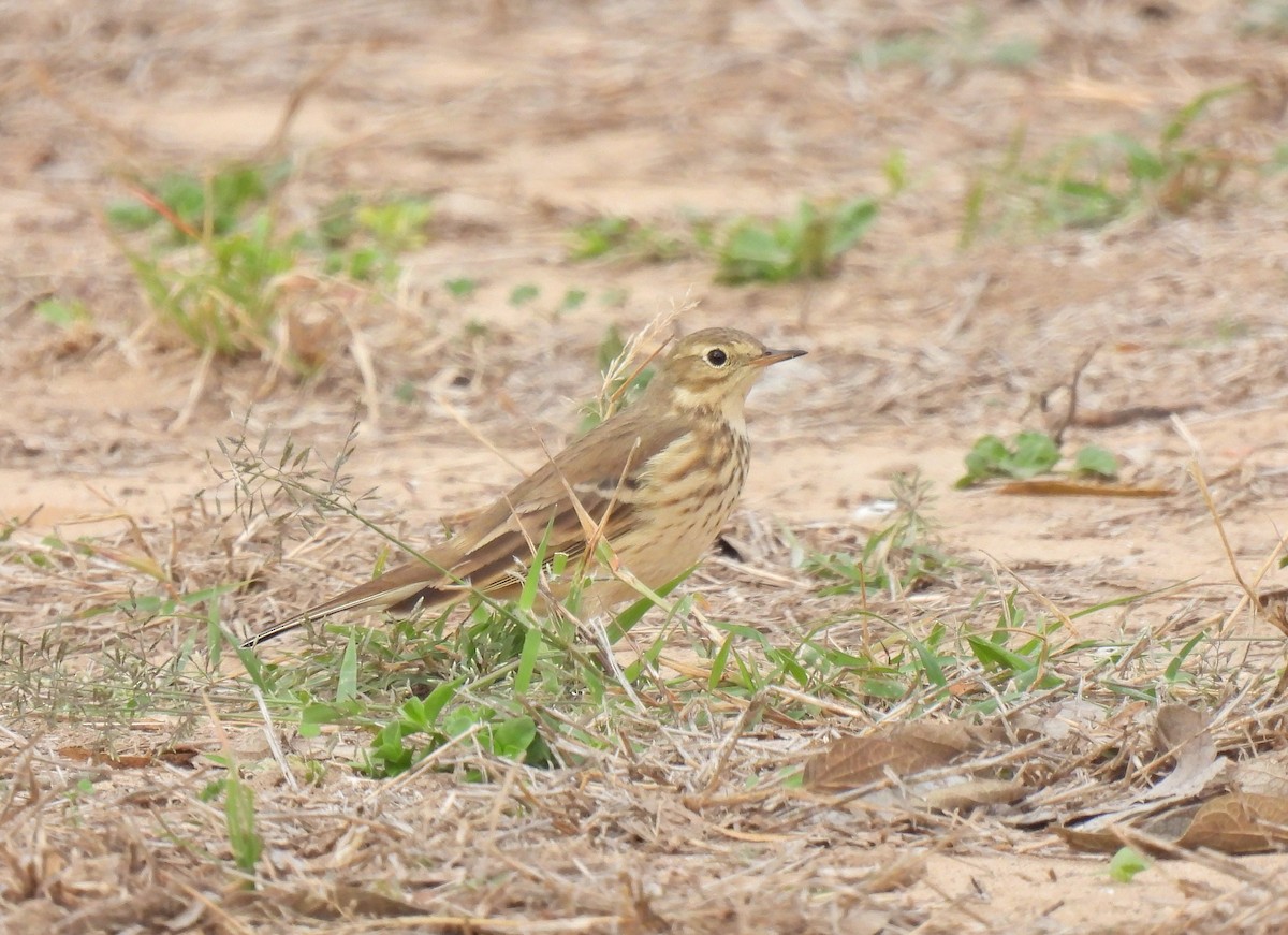 Amerika İncirkuşu - ML645258760