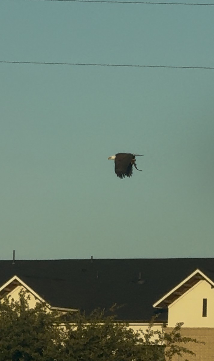 Bald Eagle - ML645258770