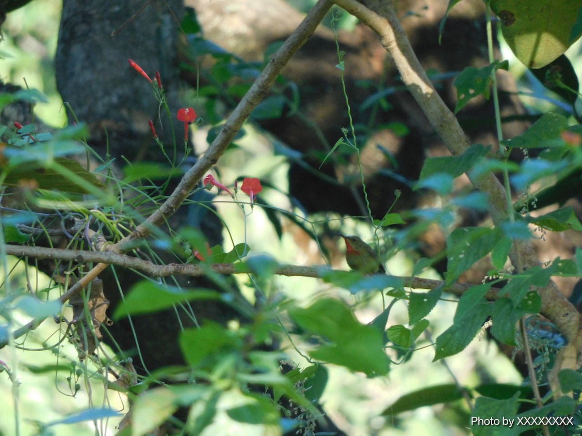 Crimson Sunbird - ML645258774