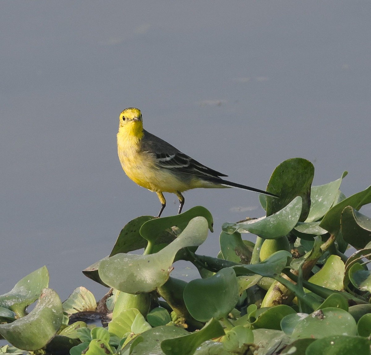 נחליאלי לימוני - ML645258789