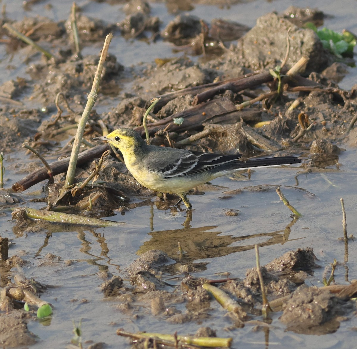 נחליאלי לימוני - ML645258790