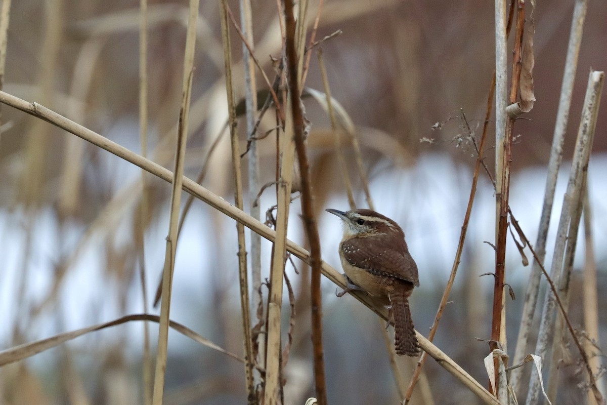 Carolina Wren - ML645258800