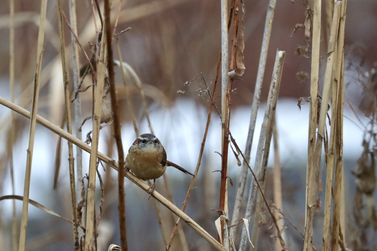 Carolina Wren - ML645258801