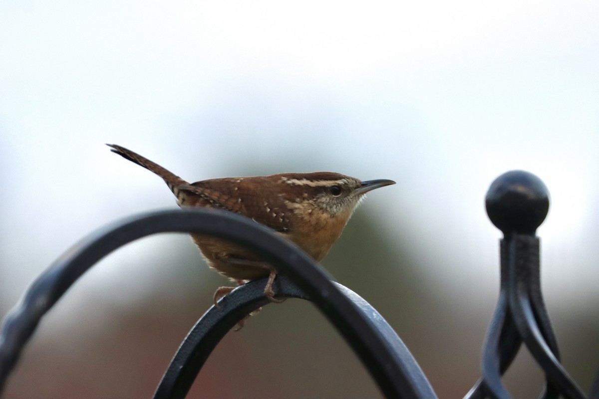 Carolina Wren - ML645258802