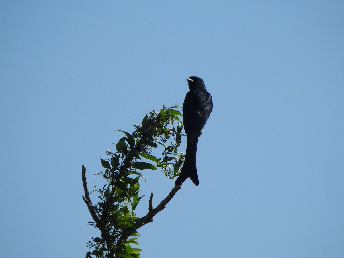 Black Drongo - ML645258810