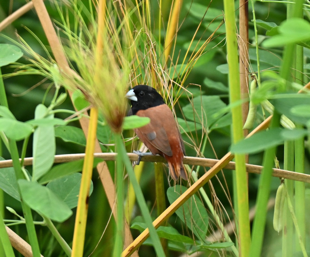 Capuchino Castaño - ML645258816