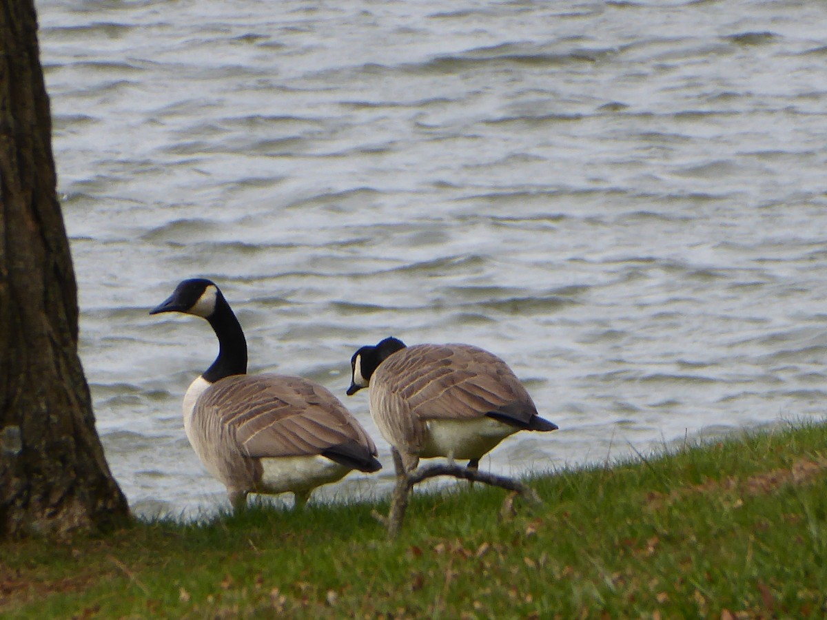 Canada Goose - ML645258821