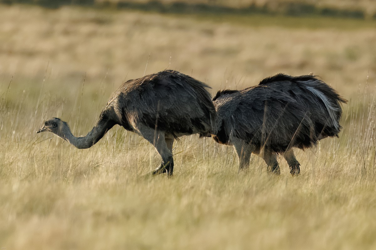 Ñandu nagusia - ML645258836