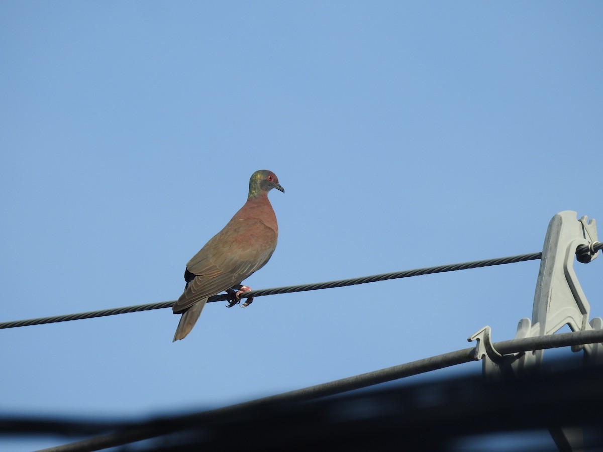 Pale-vented Pigeon - ML645258843