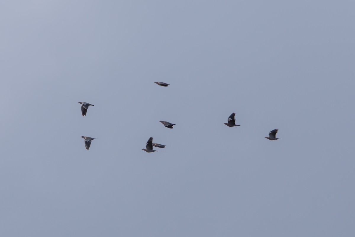 Paloma Picazuró - ML645258847