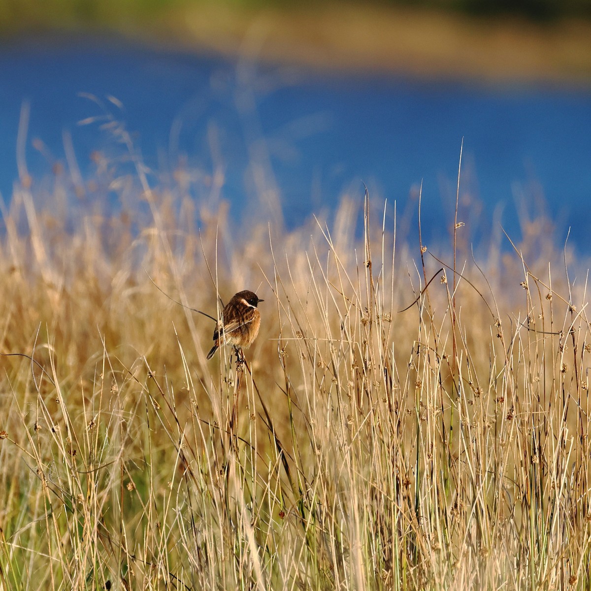 European Stonechat - ML645258851