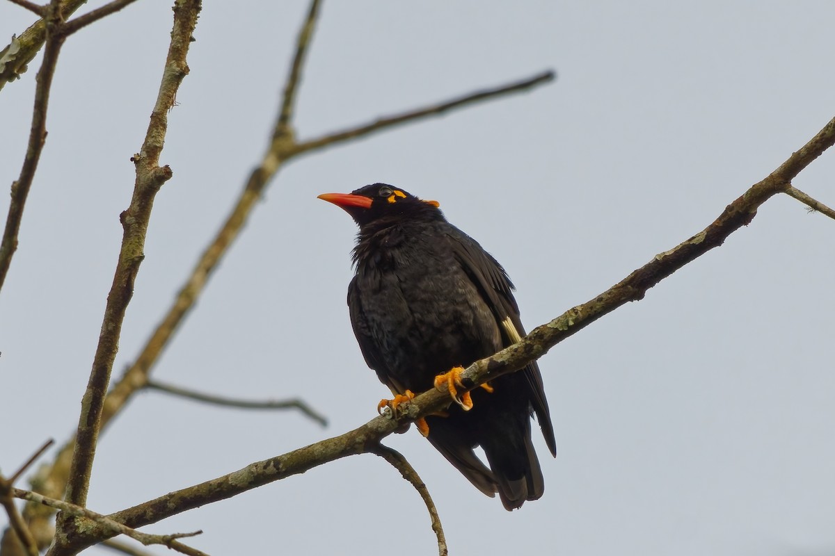 Индийская майна - ML645258852