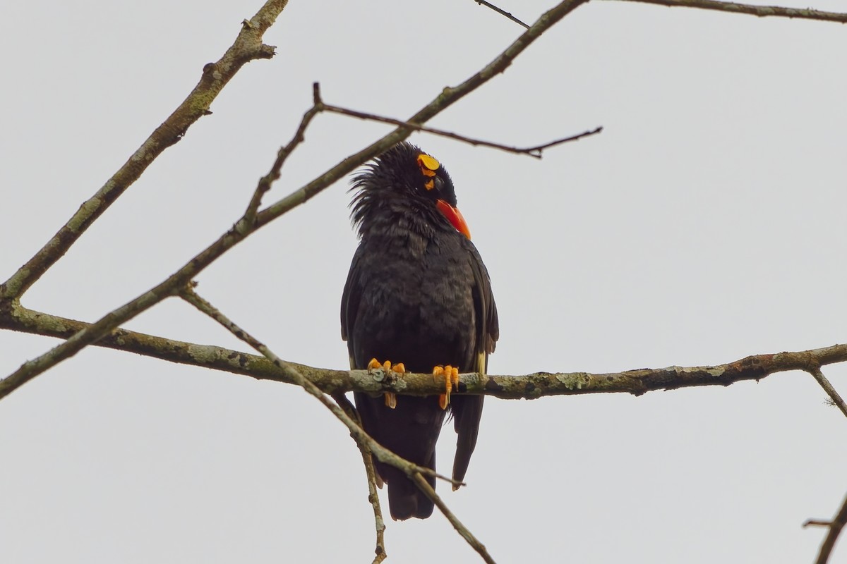 Индийская майна - ML645258853