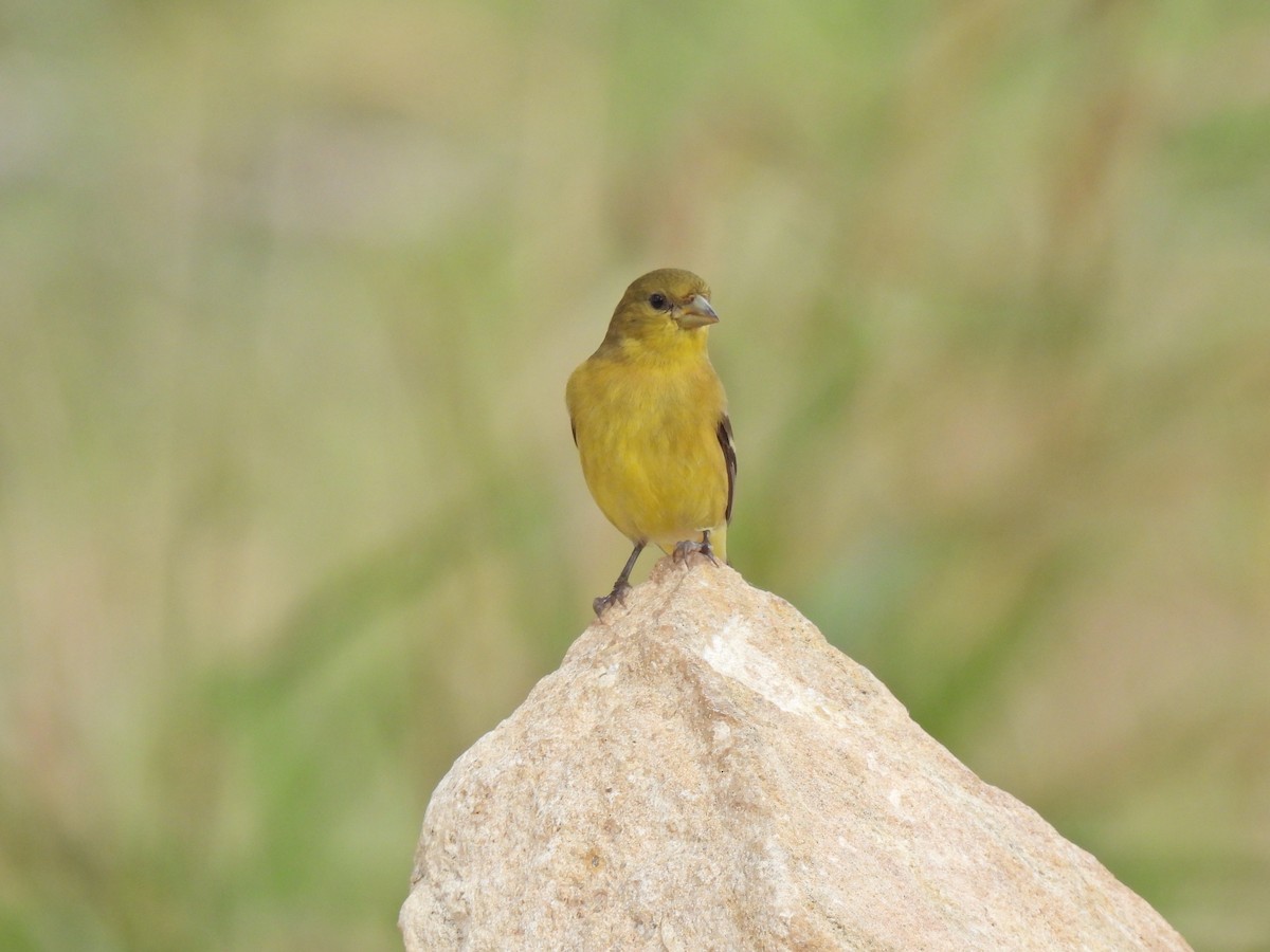 Sarı-Siyah İskete - ML645258856