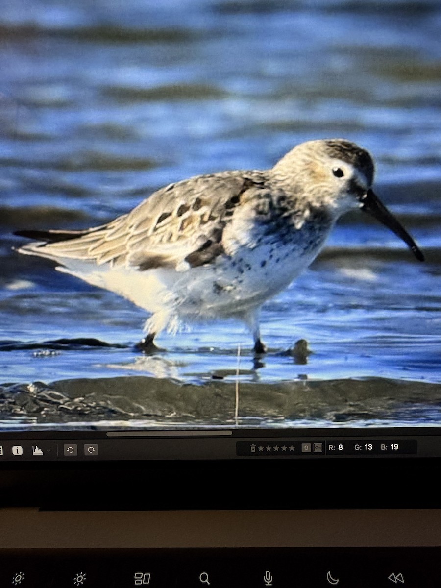 Dunlin - ML645258877