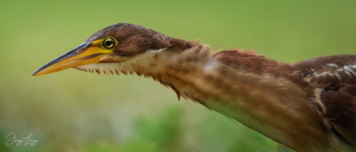 אנפית מזרחית - ML645258887