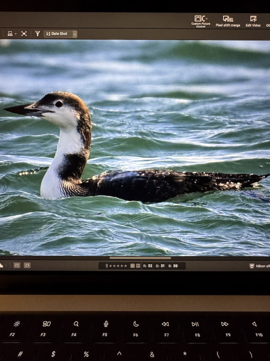 Common Loon - ML645258890