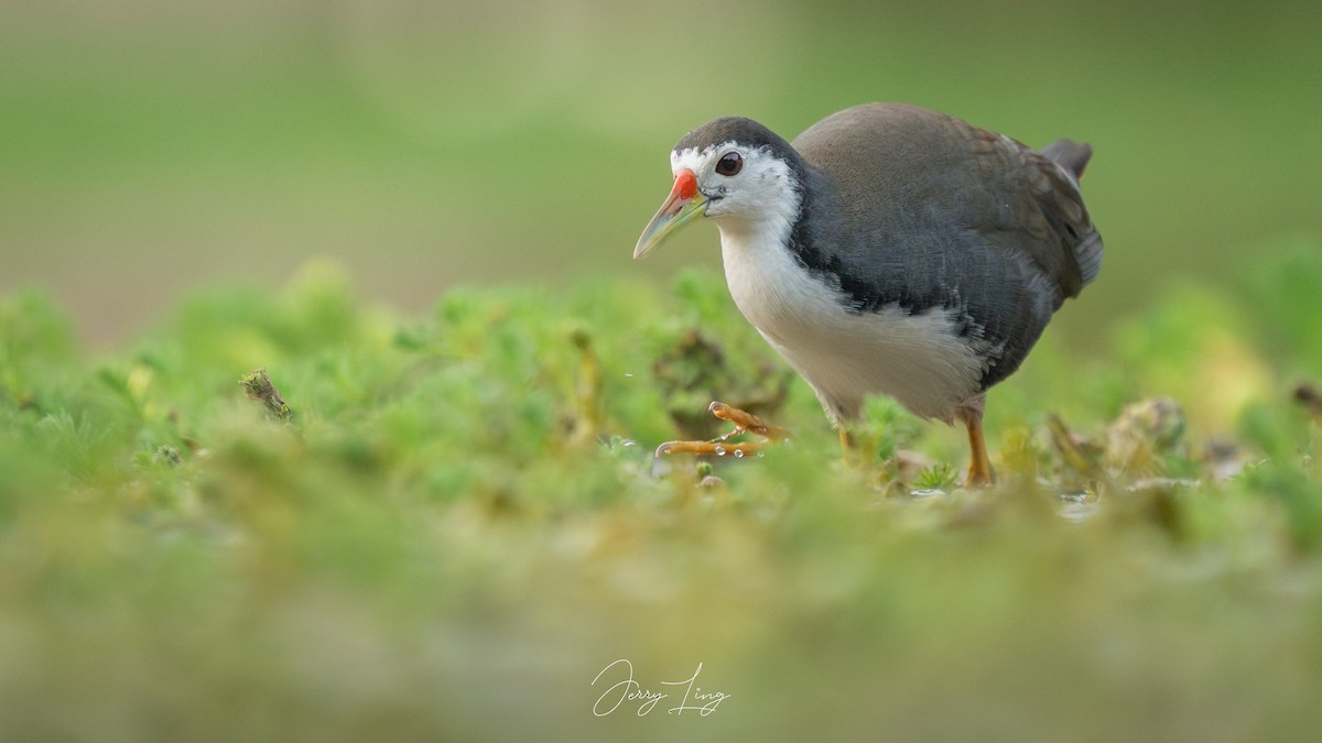 シロハラクイナ - ML645258905