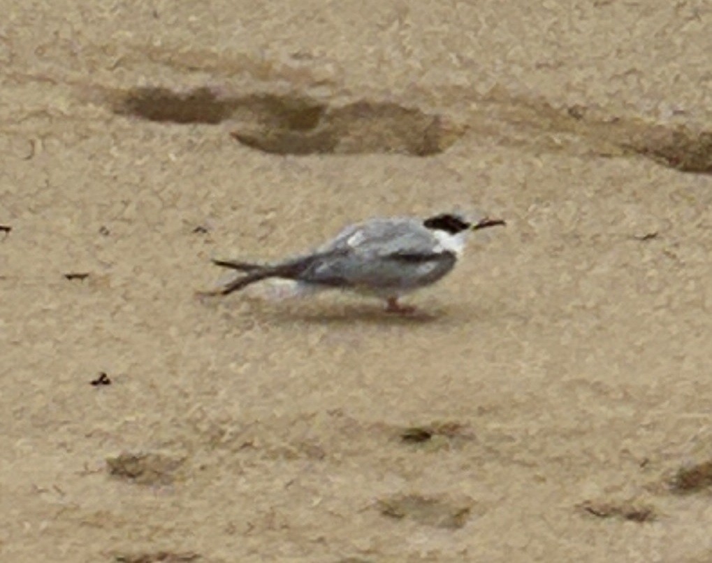 燕鷗 - ML645258929