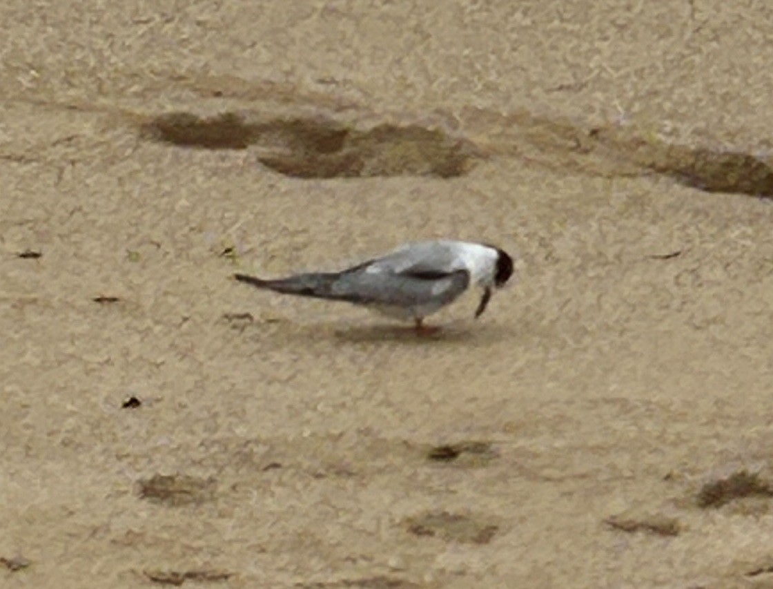Common Tern - ML645258930