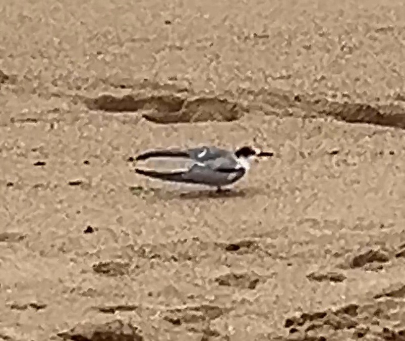 Common Tern - ML645258931